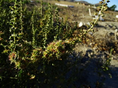 Ambrosia acanthicarpa