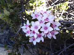 Agathosma adenandriflora