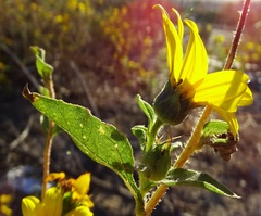 Helianthus annuus