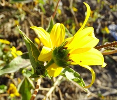 Helianthus annuus