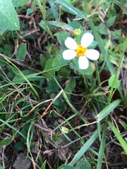 Bidens alba