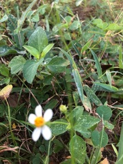 Bidens alba