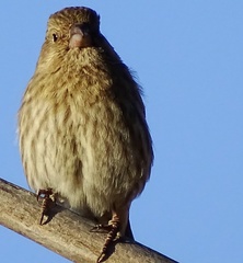 Haemorhous mexicanus