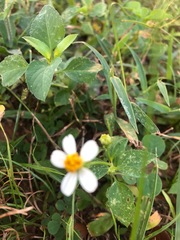 Bidens alba