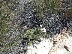 Agathosma adenandriflora