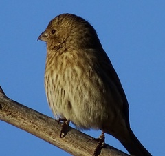 Haemorhous mexicanus