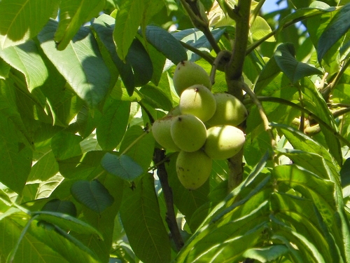 Chinese Walnut (Juglans cathayensis)
