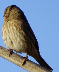 Haemorhous mexicanus