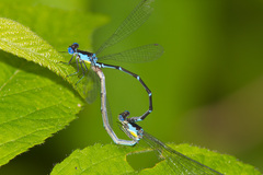 Chromagrion conditum