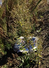 Heterotheca grandiflora