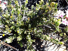 Agathosma adenandriflora