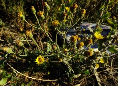 Heterotheca grandiflora