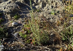 Eriogonum gracile