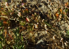 Eriogonum gracile