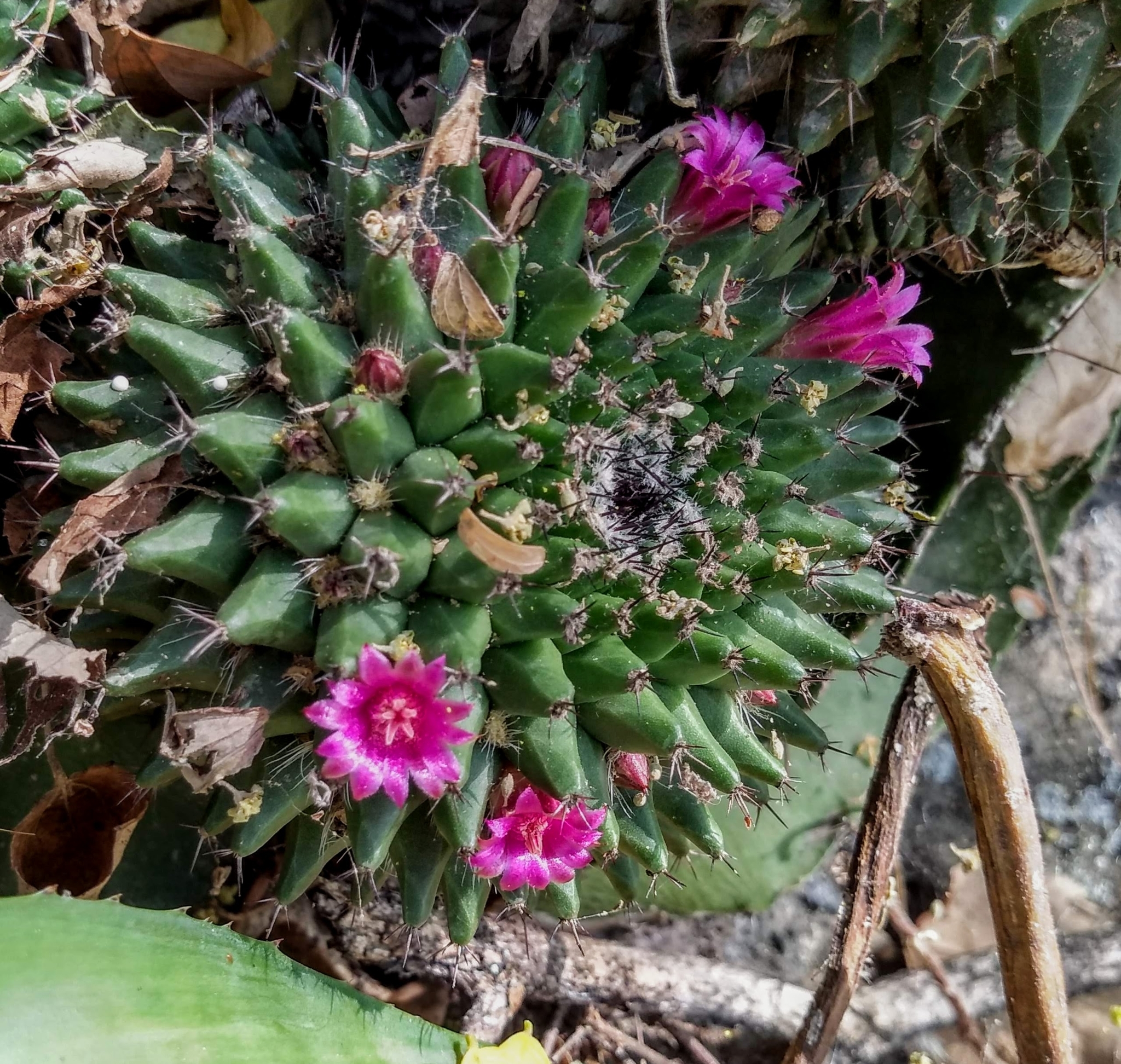 Mammillaria sartorii