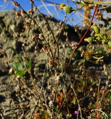 Eriogonum gracile