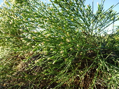 Lepidospartum squamatum