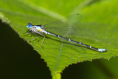 Chromagrion conditum