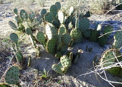 Opuntia