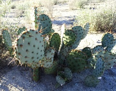 Opuntia