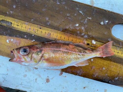 Redstripe rockfish (Sebastes proriger) — Sebastidae — 5