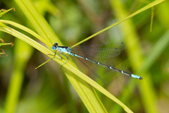 Chromagrion conditum