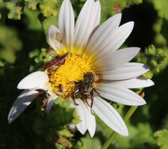 Arctotis aspera aspera