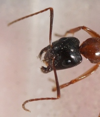 Camponotus maritimus
