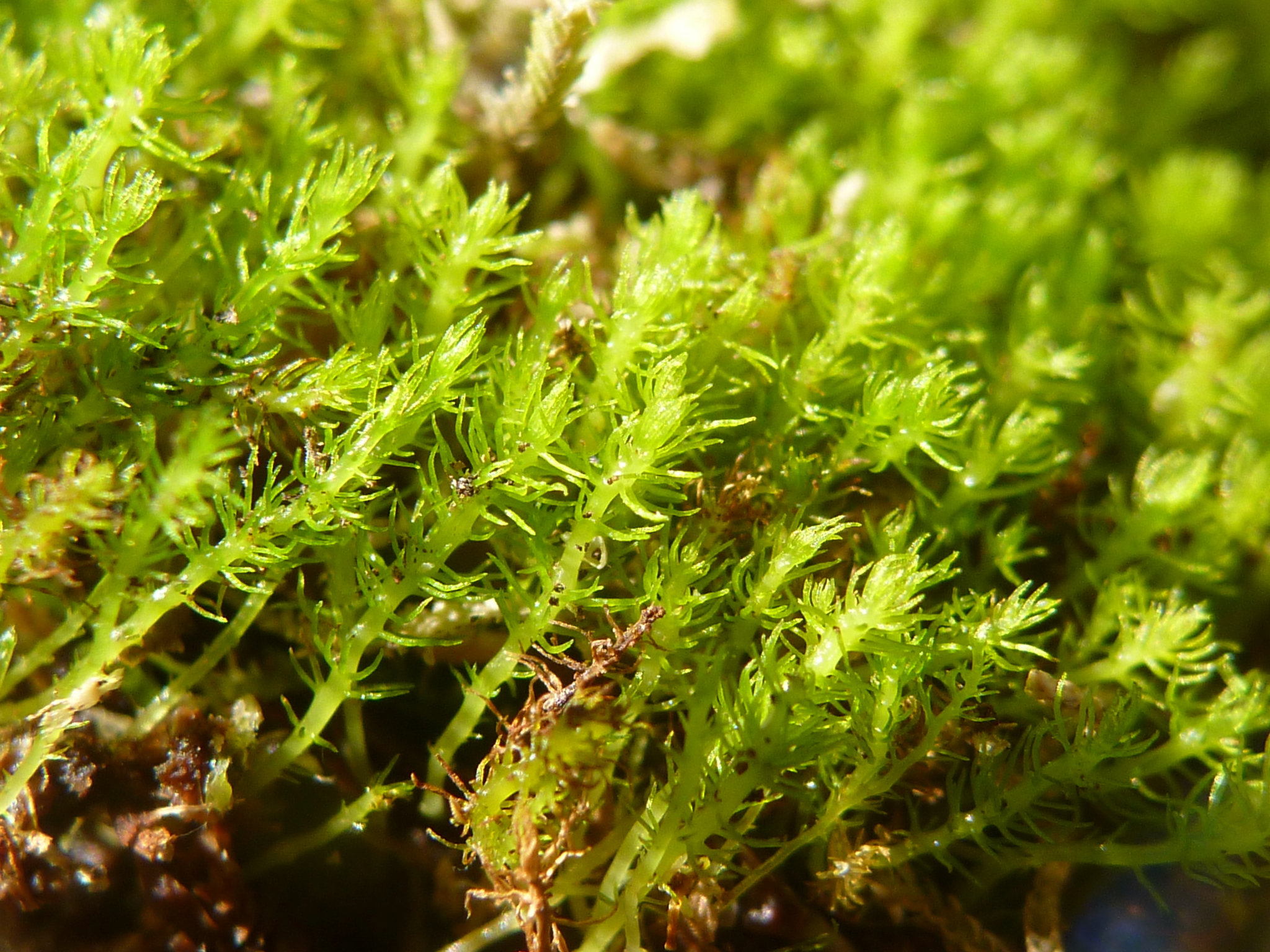 Takakiopsida