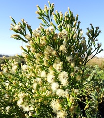 Lepidospartum squamatum