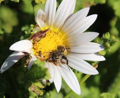 Arctotis aspera aspera