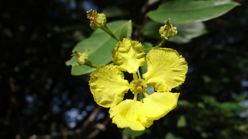 Yellow Butterfly Vine