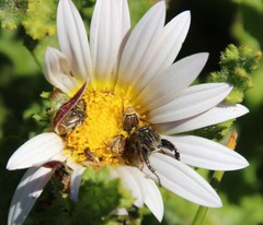 Arctotis aspera aspera