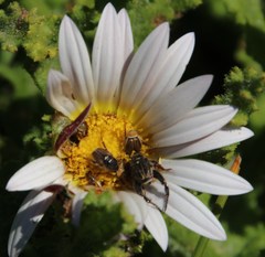 Arctotis aspera aspera