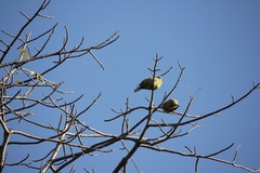 Treron phoenicopterus