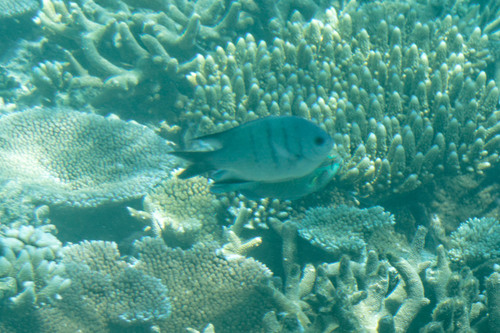 Abudefduf whitleyi