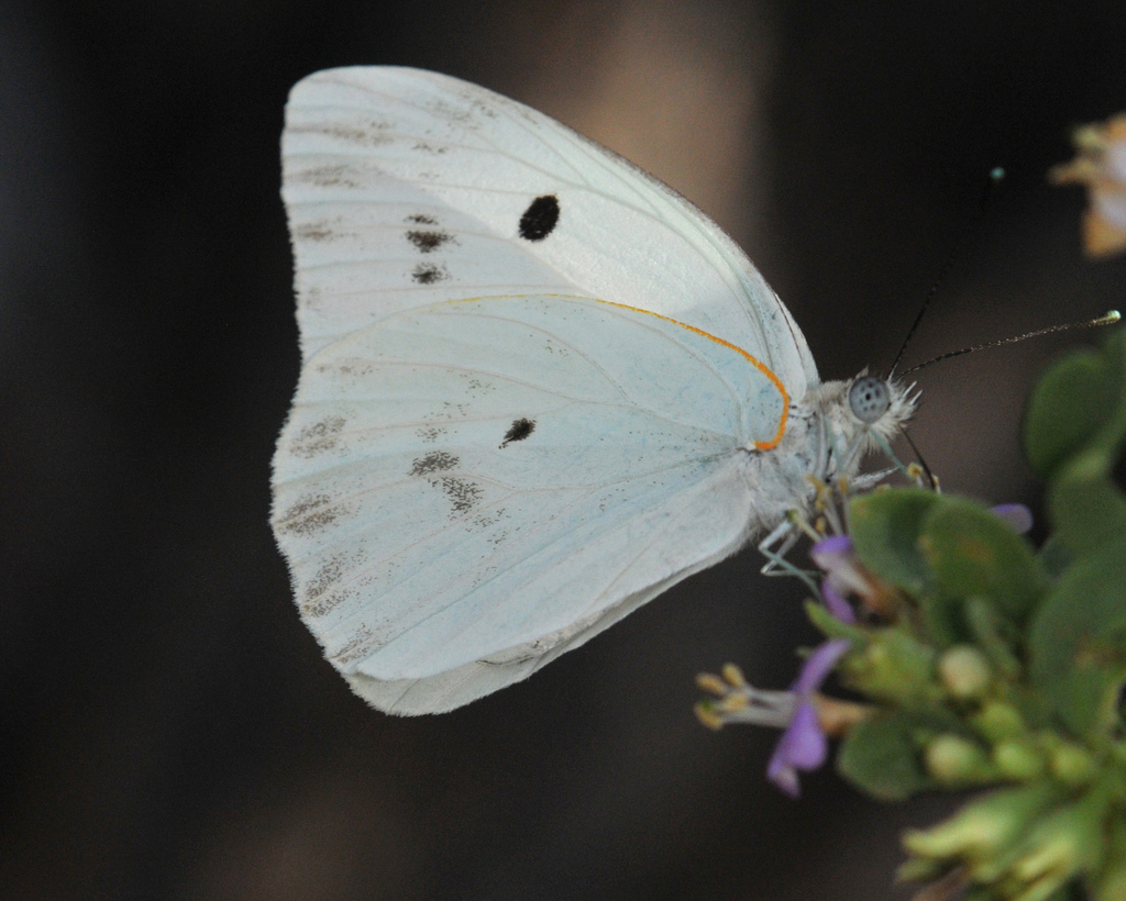 Howarth's White