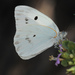 Mariposa Blanca Gigante Manchada - Photo (c) Roger Rittmaster, algunos derechos reservados (CC BY-NC), subido por Roger Rittmaster