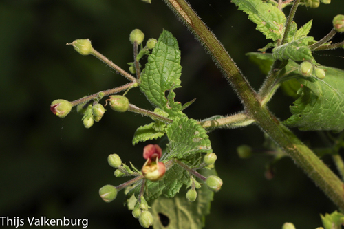 Balm-leaved Figwort