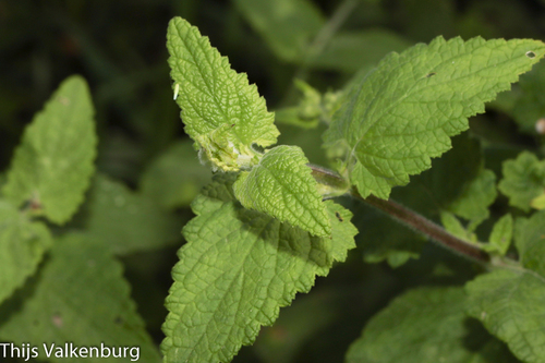 Balm-leaved Figwort