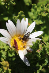 Arctotis aspera aspera