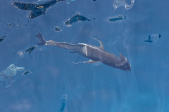 Caranx ignobilis