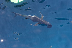 Caranx ignobilis