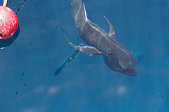 Caranx ignobilis