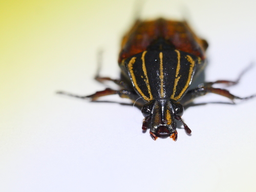Lophorrhina quinquelineata