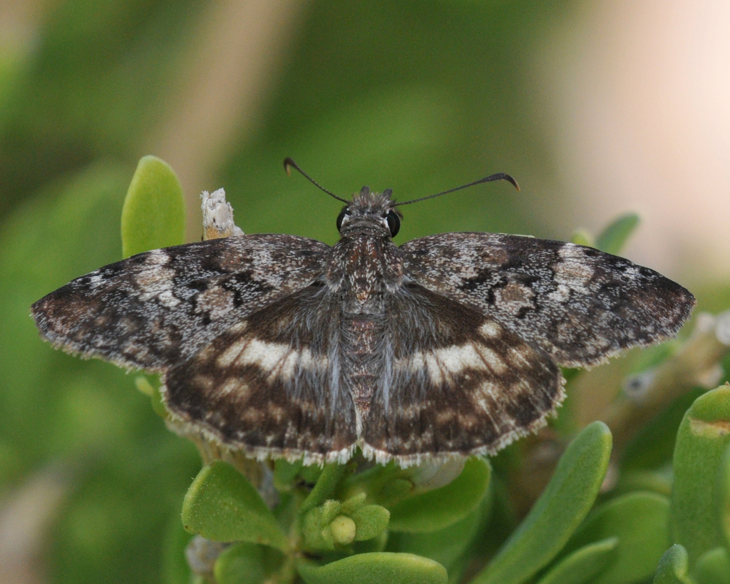 Chiomara georgina