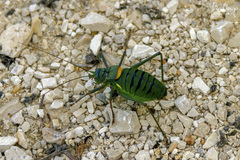 Lluciapomaresius anapaulae