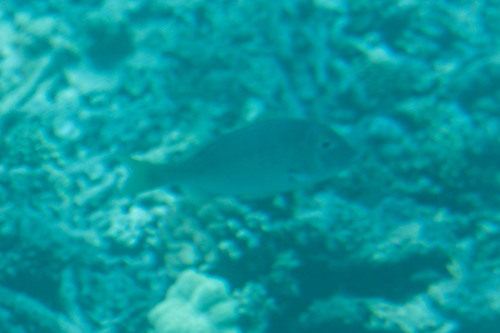 Lethrinus atkinsoni
