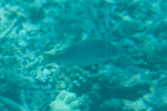 Lethrinidae