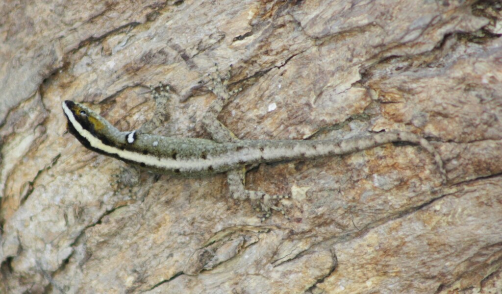 Gonatodes rayito
